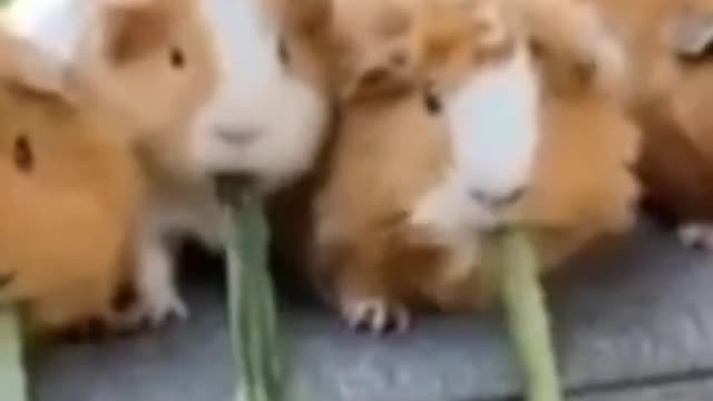 Cute Animals๐๐๐โบ#shorts #animalsshorts #funnyanimals