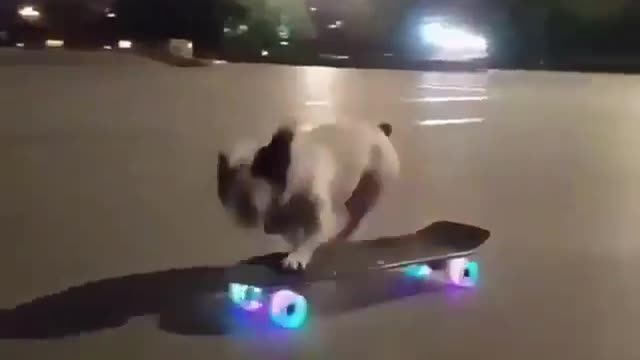 Smart Dog Goes Skateboarding