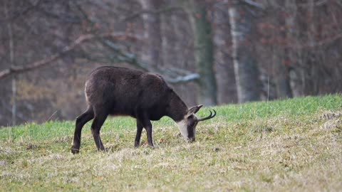 Chamois - Behavior of animals