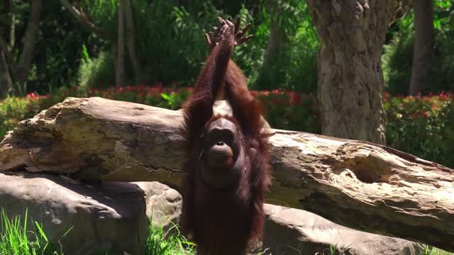 VIDEOS WITH FUNNY ANIMALS FUNNY ORANGUTANS LOOSE AND FREE IN NATURE [UPDATED 2022]!