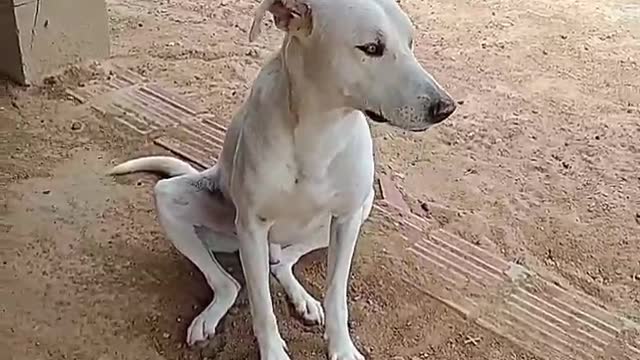 dog relaxing in the wind