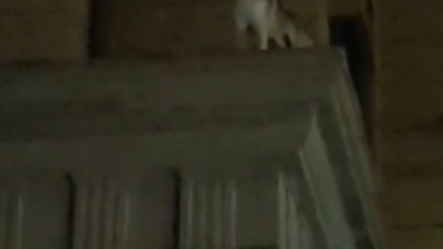 the husky is calling its werewolf companion on the night of full moon