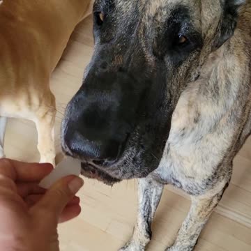 Great Danes and Terrier begging for ice cubes