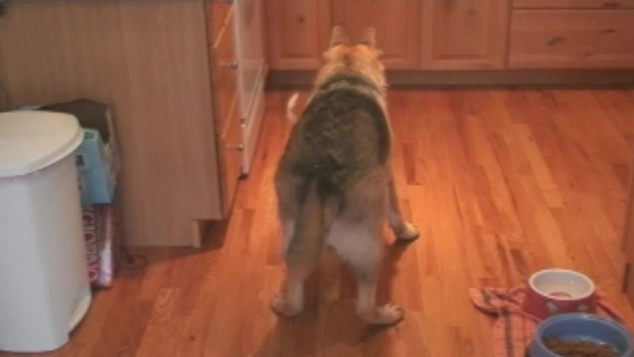 Big Dog Tries To Play With Little Dog Who Just Wants To Eat In Peace