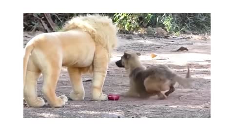 dog vs lion lol😂