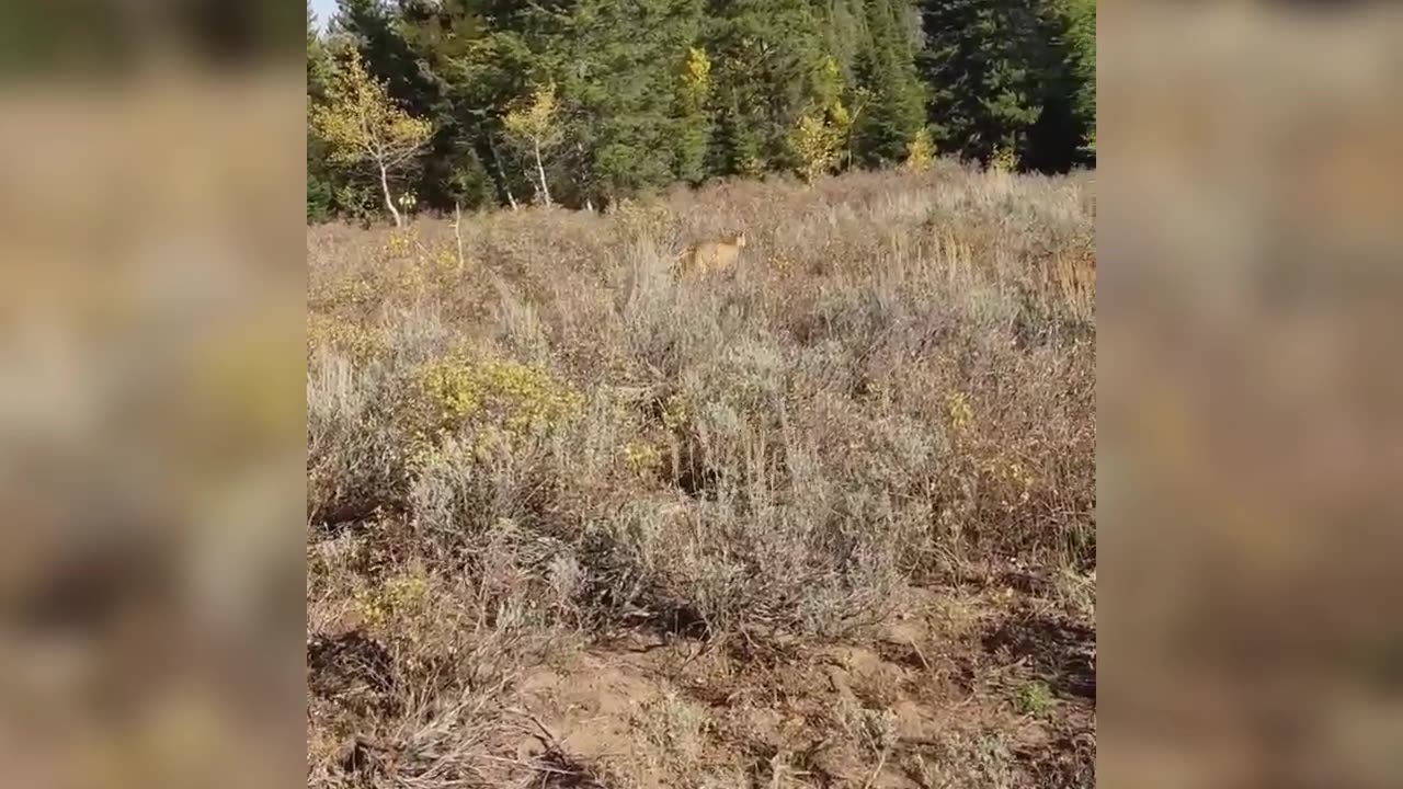 Mountain Lion stalks elk hunter in Idaho. Saved by Glock27 warning shots(720P_60FPS)