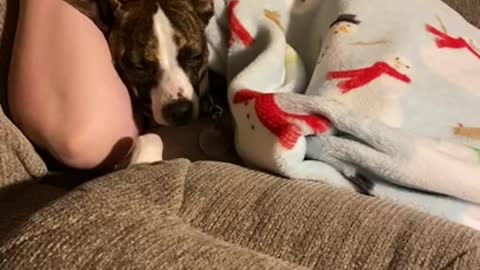 Princess and Yolanda sleeping in comfy chair