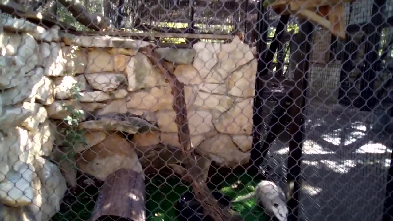 Opossum at Riverside Park, Wichita Kansas