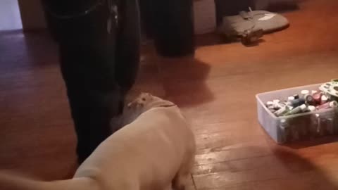 Dog harmonizing