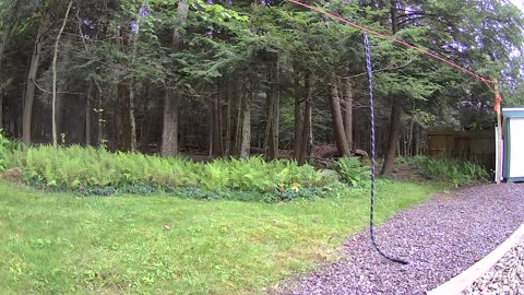Trees 🌳