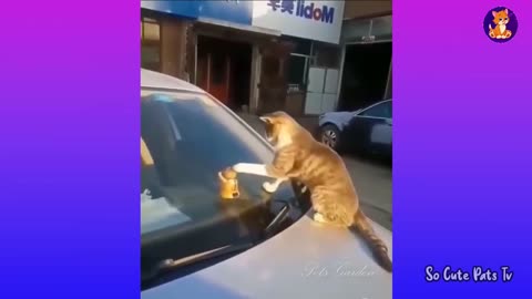 Best funny cat video for 2021