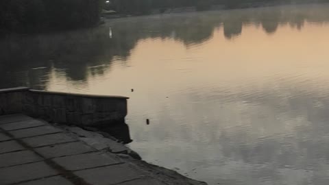 Good morning beautiful nature by the lake #beautifulllake #lake #nature #g #picoftheday #switzerland #ig #suchitoto #tourist #photography #naturephotography #s #beautifullnature #travelpic #focus #on #restezchezvous #stayathome #travelfromhome #turquoisel