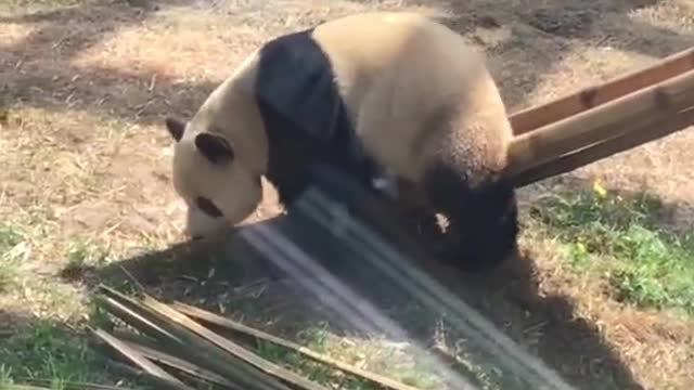 Pandas play with slides