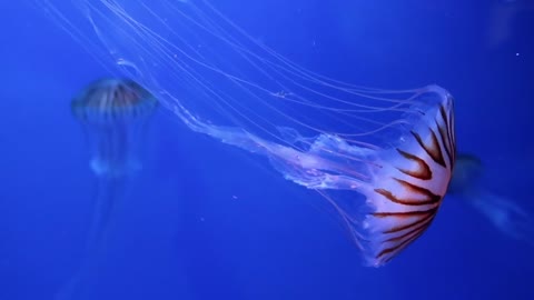 Jellyfish in tank