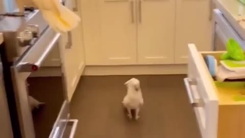 birds really like rap music