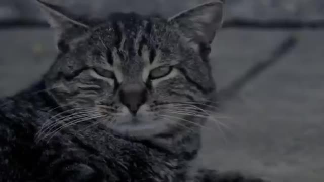 Beautiful Cats Meow - Adorable, Amazing and Funny Cats 004