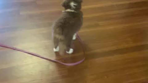 Cute Puppy Learns To Walk Itself