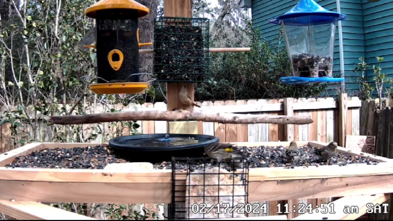 Relaxing Live Bird Cam