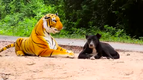 Fake Tiger Prank Dog and Monkey With Dangers Fight