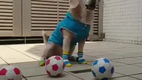 Dog play football with her owner