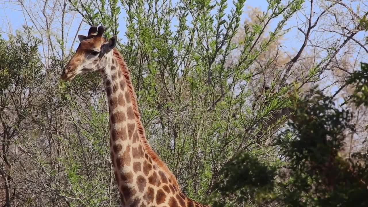 Giraffe keeps a close eye on camera