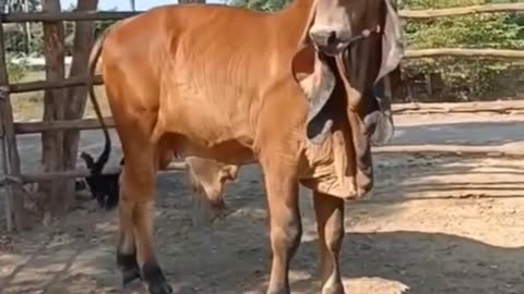 top videos animal 2022.@ #shorts