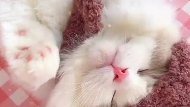 Cute Cat In Her Beauty Sleep