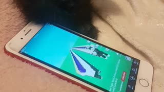 ARNIA our maine coon kitten playing with iPhone