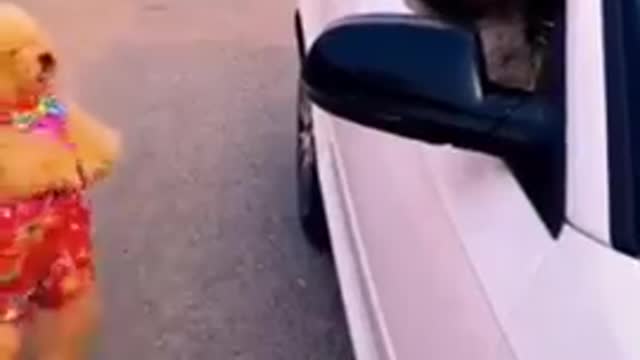 Funny dog