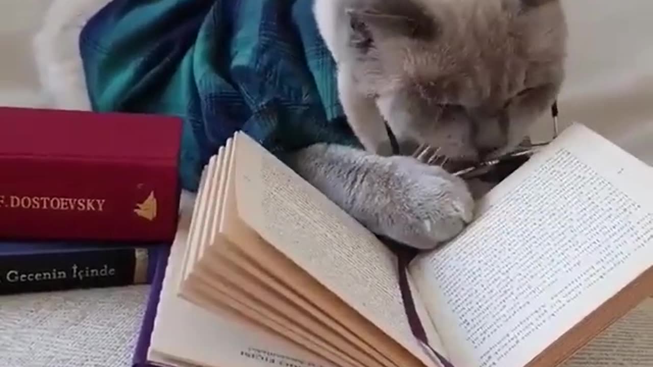 Scientist cat