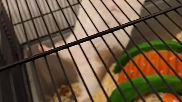 Falling Hamster