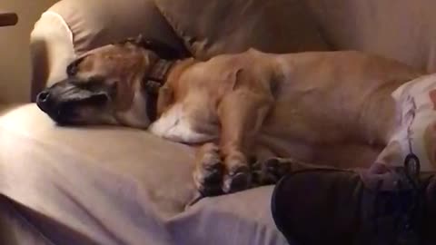 Brown dog on brown couch sleeping having bad nightmares