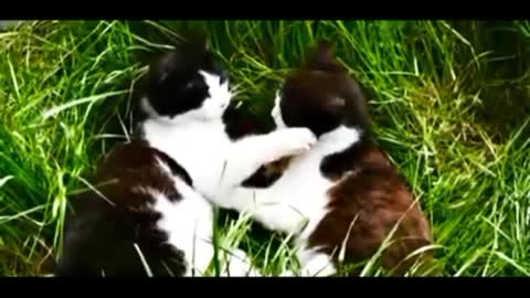 Olive you cat 🐱🐈