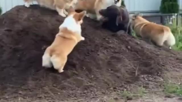 Happy dogs