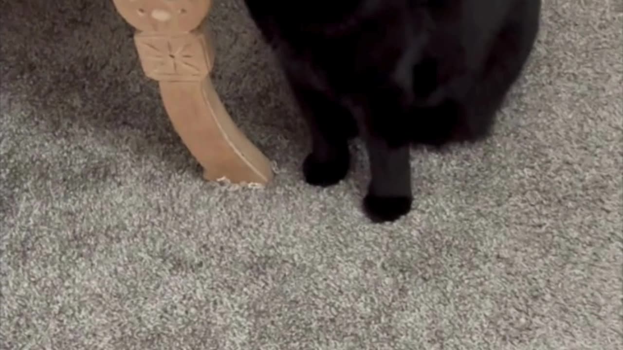 Adopting a Cat from a Shelter Vlog - Cute Precious Piper Loves Her Figurine Hiding Place #shorts