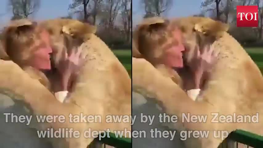 Lions hugging and kissing the woman