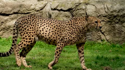 Cheetah