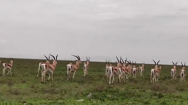Elephants, lions, zebras and other animals in Tanzania
