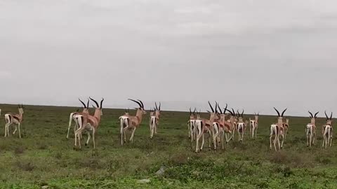 Elephants, lions, zebras and other animals in Tanzania
