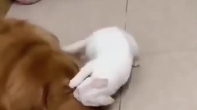 FIGHTING CAT VS DOG #cat #dog #shorts #Funny Animals