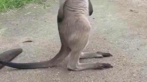 little kangaroo scratching his ass