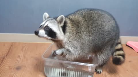 Raccoon suddenly went into the water while putting his face to the camera.