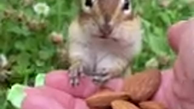 Funny and cute animals video make your day