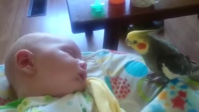 cockatiel gives kisses and sings to a sleeping baby 2021