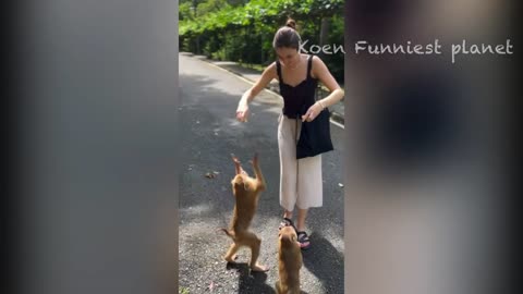 Funny dogs and cats video 2023