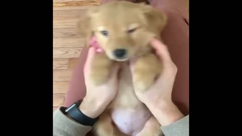 Best Funny Animals Video 2022 - Newest Cats😹 and Dogs🐶