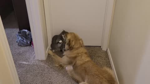 Dog and Cat Boxer