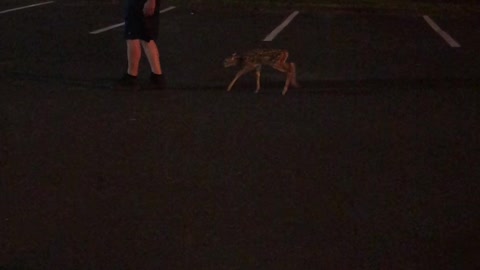 Fawn Follows Man around Lot