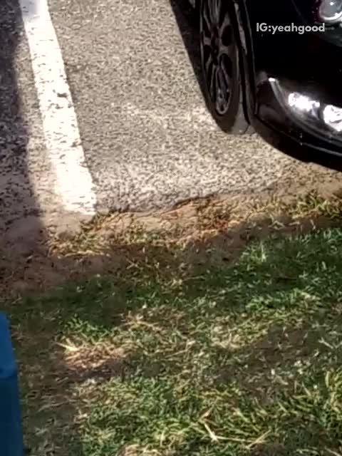 Sup247 and gofoil license plate video