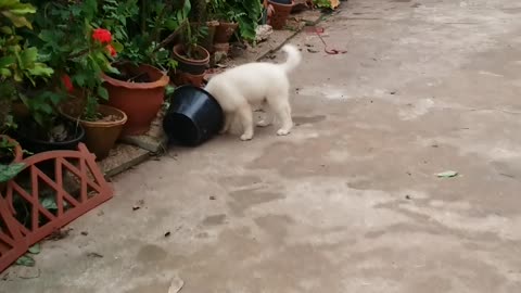 Naughty golden puppy with his favorite toy,